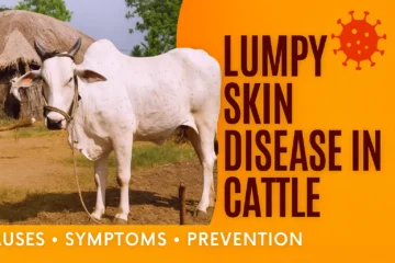 Cow with multiple raised skin nodules (2–5 cm) typical of lumpy skin disease. Close‑up of ulcerated skin lesion on bovine flank, showing necrotic core and swelling.Veterinarian administering capripoxvirus vaccine injection to a cow’s neck. Healing lumpy skin disease nodules on a cow, with scabs and light scarring. "Cow with lumpy skin disease showing circular skin nodules on neck and udder" "Flies feeding on cattle with lumpy skin disease lesions illustrating insect vector role"