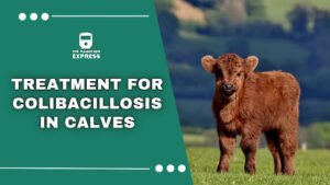 Calf Scour (White Scour, White Diarrhea ,Colibacillosis in calf ,Causes of Calf Scour,Strains of E. coli Bacteria,Synonyms of Calf Scour,Symptoms of Calf Scour,Diagnosis of Calf Scour,Treatment of Calf Scour,Prevention of Calf Scour,