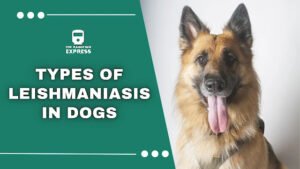 leishmaniasis in dogs ,canine leishmaniasis  ,leish disease in dogs  ,leish dog  ,leishmaniasis disease in dogs  ,canine leishmaniasis treatment  ,dog leishmaniasis treatment  ,leishmaniasis treatment for dogs  ,canine leishmaniasis symptoms