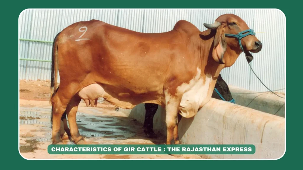 "Image of Gir cow, an indigenous milk breed originating from Gujarat's Gir forests, known for high milk production and adaptability to diverse climates."

