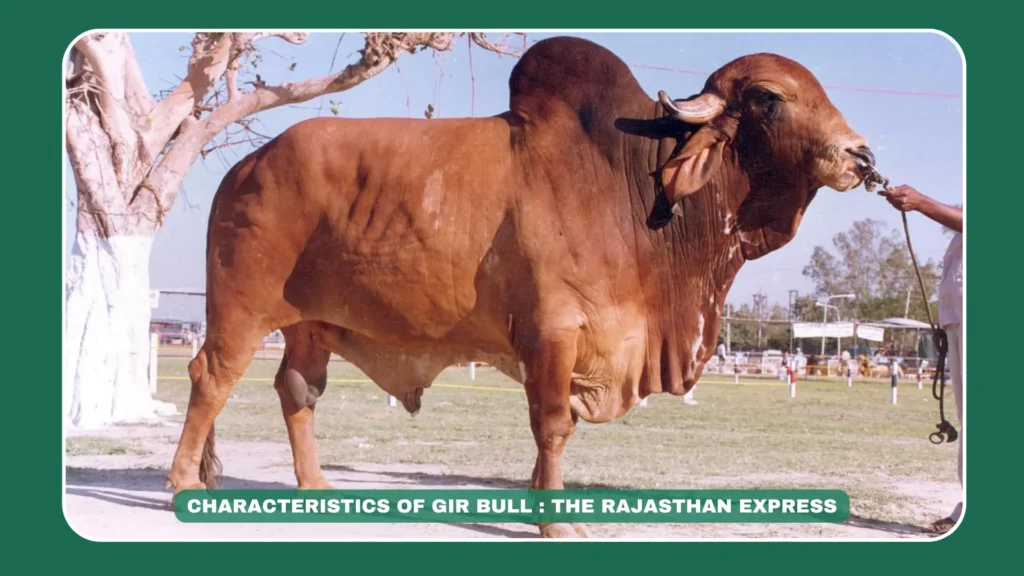 "Image of Gir cow, an indigenous milk breed originating from Gujarat's Gir forests, known for high milk production and adaptability to diverse climates."