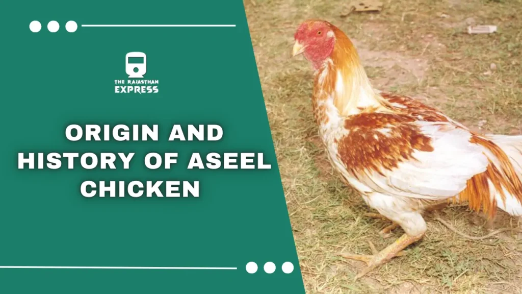 "Close-up of an Aseel fighter murga showcasing its muscular build and distinctive Asil chicken breed features."