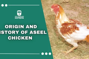 "Close-up of an Aseel fighter murga showcasing its muscular build and distinctive Asil chicken breed features."