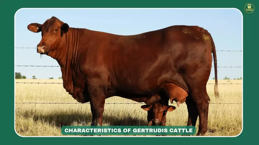 Image showing the Ongole cow's contribution to developing foreign breeds like American Brahman, Santa Gertrudis, and Brazil's Indu-Brazil cattle, emphasizing its global genetic influence.