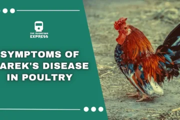 marek's disease,marek's disease in chickens,marek's disease chickens,marek's disease symptoms,marek's disease poop,marek's disease vaccine,marek's disease treatment,what is marek's disease,marek's disease chicken,