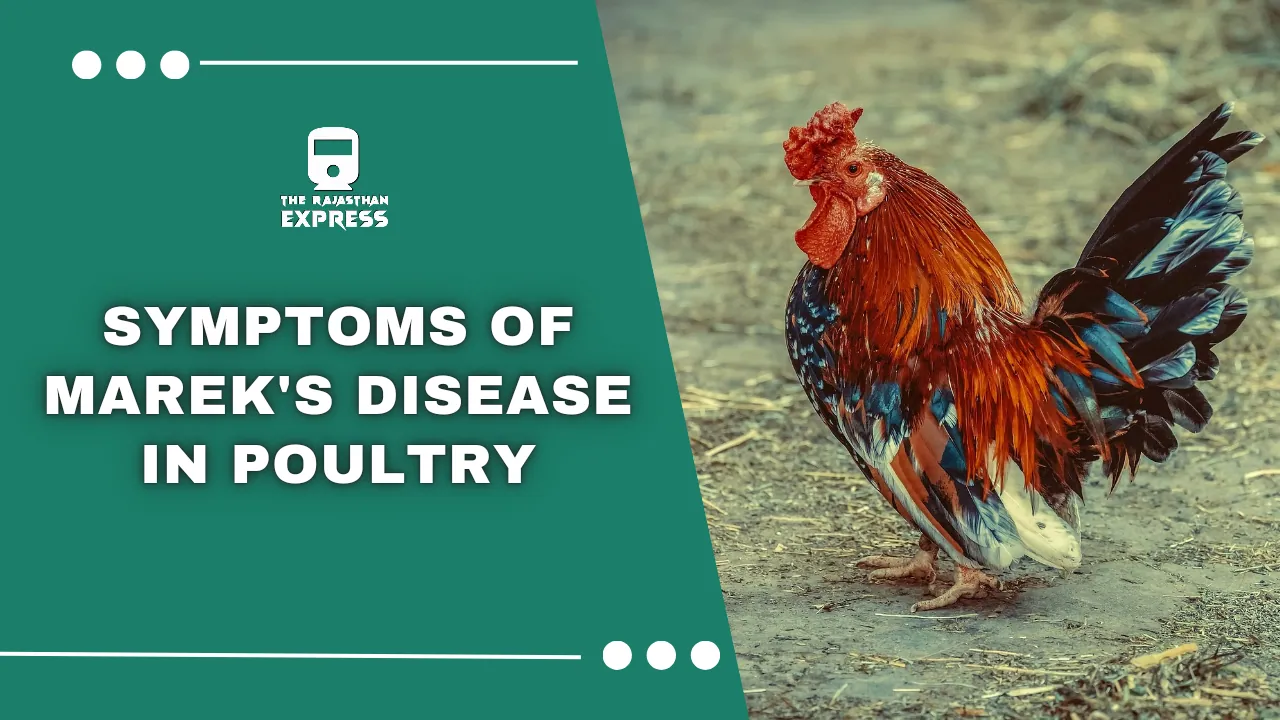 marek's disease,marek's disease in chickens,marek's disease chickens,marek's disease symptoms,marek's disease poop,marek's disease vaccine,marek's disease treatment,what is marek's disease,marek's disease chicken,