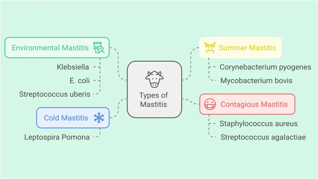 mastitis disease in cattle, mastitis in cattle, clinical mastitis in cattle, mastitis in cattle treatment, treatment of mastitis in cattle, mastitis treatment, mastitis symptoms, mastitis in cows, cow mastitis treatment, bovine mastitis treatment, mastitis in dairy cows, medicine for mastitis in cows, mastitis in dairy cattle, acute mastitis, cause mastitis, cow disease mastitis, cure for mastitis in cows, dairy cow mastitis treatment, dairy mastitis, define mastitis, etiology of mastitis, mastitis in dairy cattle treatment, mastitis meaning, mastitis therapy.