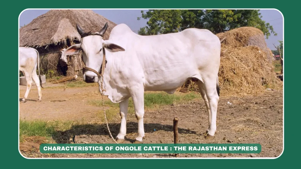 "Image of Ongole cow, a dual-purpose breed from Andhra Pradesh known for milk production and agricultural use, highlighting its origin in Ongole taluk and global significance due to crossbreeding.