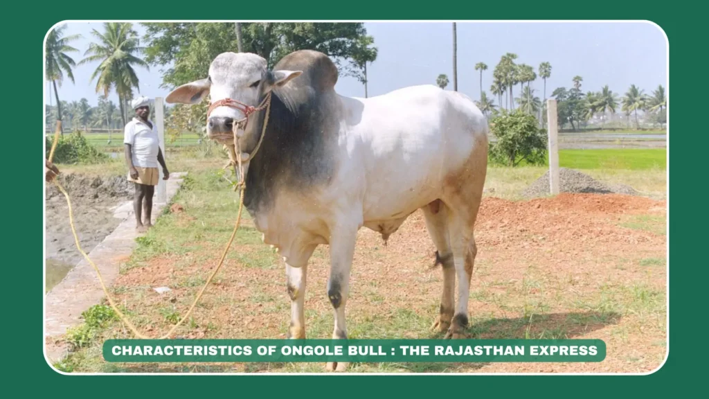 "Image of Ongole cow, a dual-purpose breed from Andhra Pradesh known for milk production and agricultural use, highlighting its origin in Ongole taluk and global significance due to crossbreeding.