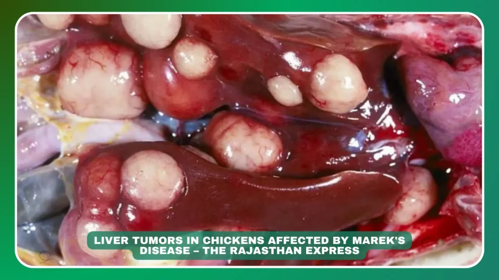 marek's disease,marek's disease in chickens,marek's disease chickens,marek's disease symptoms,marek's disease poop,marek's disease vaccine,marek's disease treatment,what is marek's disease,marek's disease chicken,