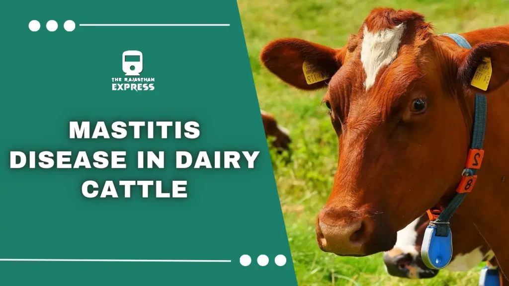 mastitis disease in cattle, mastitis in cattle, clinical mastitis in cattle, mastitis in cattle treatment, treatment of mastitis in cattle, mastitis treatment, mastitis symptoms, mastitis in cows, cow mastitis treatment, bovine mastitis treatment, mastitis in dairy cows, medicine for mastitis in cows, mastitis in dairy cattle, acute mastitis, cause mastitis, cow disease mastitis, cure for mastitis in cows, dairy cow mastitis treatment, dairy mastitis, define mastitis, etiology of mastitis, mastitis in dairy cattle treatment, mastitis meaning, mastitis therapy.