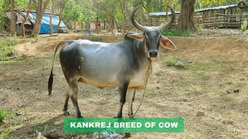 Image of Kankrej cow, a dual-purpose Indian breed known for its heavy build, strong physique, and use in milk production and agricultural work."