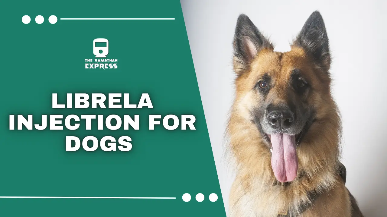 librela injection, librela injection for dogs, librela injection for dogs side effects,librela for dogs, benefits of librela injection, relief from joint pain in dogs