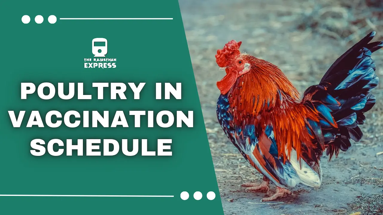 Complete Poultry Vaccination Schedule: A Guide to Chicken and Broiler Vaccines