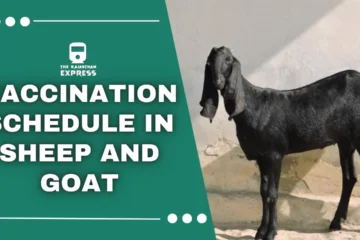 Vaccination and Annual Health Calendar for Sheep and Goat