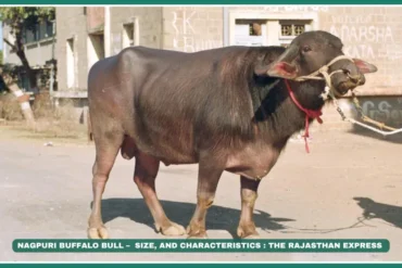 Nagpuri Buffalo – Vidarbha’s Hardy Milk & Draught Breed | NBAGR Registered Breed .Nagpuri buffalo Berari buffalo milk yield High-fat buffalo milk Vidarbha buffalo breeds Draught buffalo breeds Maharashtra native livestock Gaorani buffalo Ellichpuri buffalo Low-maintenance buffalo
